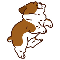 Cute dark brown colored British Bulldog jumping side view with outlines