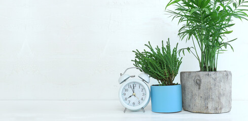 Interior image of wooden table with green plant over white wall background