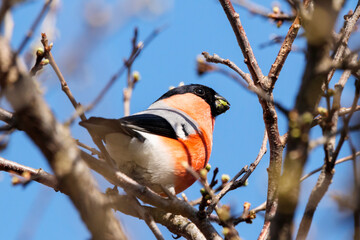 Eurasian bullfinch pyrrhula pyrrhula male sitting on branch of tree. Cute bright red wintering bird in wildlife.