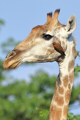 Obraz premium South African Giraffe (Giraffa camelopardalis giraffa) South Africa, JAR, Kruger National Park