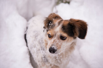 Small dog in deep snow in winter forest. White dog with brown ears.