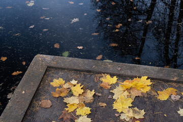 autumn leaves on the ground
