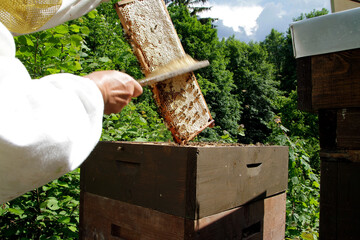 Honigernte, die mit Honig gefüllten Waben werden der Beute entnommen. Thueringen, Deutschland, Europa --  
Honey harvest, the honeycombs  with honey are removed from the hive. Thuringia, Germany. Euro