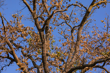 Markante Eiche vor blauem Himmel in einem Mischwald im Herbst zeigt Anzeichen von Krankheit durch Dürre und Klimawandel