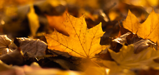 Autumn maple leaves on the ground background on the theme of the season of the year banner
