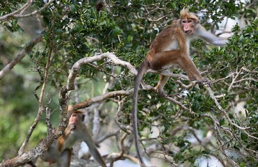 Toque macaque (Macaca sinica) Srí Lanka