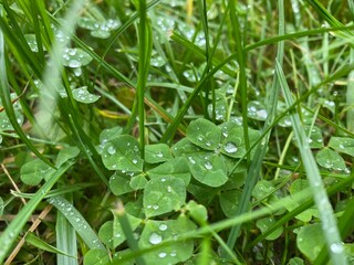 Dew on grass