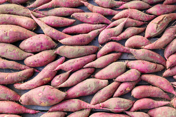 Japanese sweet potato harvest 