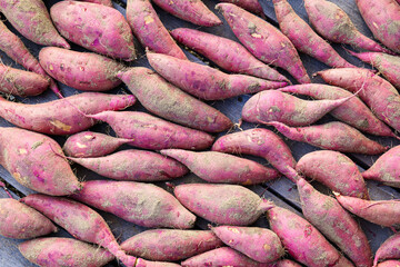 Japanese sweet potato harvest 