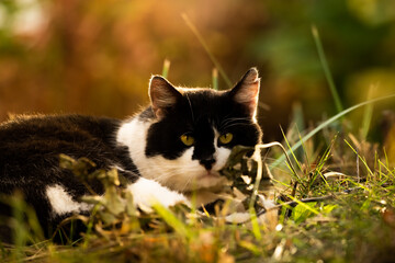 Autumn photo of a cat with a beautiful bright silhouette of the backlight in the sunset