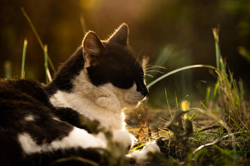 Autumn photo of a cat in profile with a beautiful bright silhouette of the backlight in the sunset