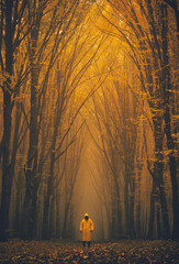 Man lost in a spooky forest. Forest in fog with mist. Fairy spooky looking woods in a misty day...