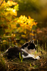 Naklejka na ściany i meble The cat sleeps in beautiful autumn thickets, sunset and bright silhouette