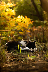 The cat sleeps in beautiful autumn thickets, sunset and bright silhouette