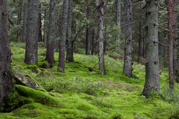 Alpine forest, green moss in the forest. Beautiful natural landscape