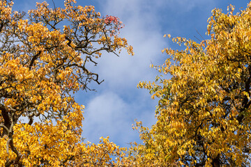 yellow autumn leaves and blue sky with clouds