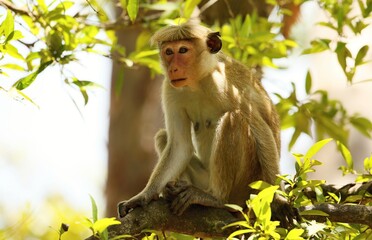 Toque macaque (Macaca sinica) Srí Lanka