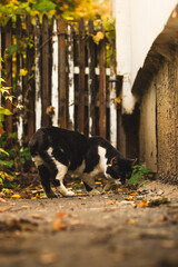 Naklejka na ściany i meble Yard stray autumn cat beautiful atmospheric photo vertical photo