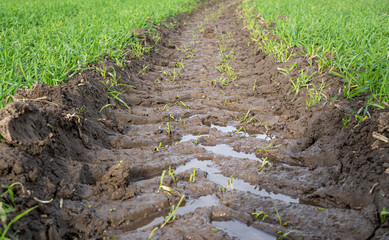 agricultural field with tractor wheel track