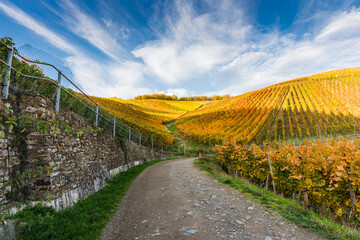 Der Rotweinwanderweg bei Dernau im Goldenen Oktober 2020