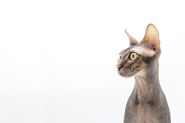 A naked Sphinx cat with green eyes looks away. Funny bald kitten sitting in profile, looking out with interest on a white background. Copyspace.