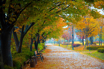 raining autumn in the park