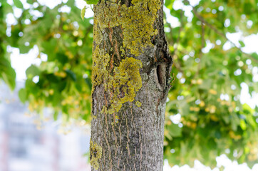 In nature, the bark of a tree forms natural figures of throats, cracks, lines, creating particular and fascinating figures.
