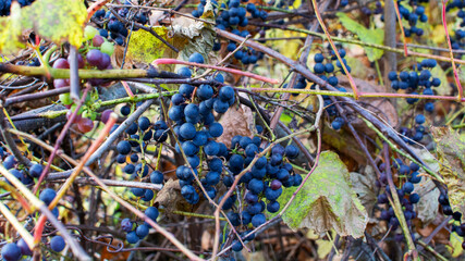 Overripe bunches of grapes in the fall. Isabella hang on branches. The late grape variety ripened in September. Uncut berries of blue grape Vitis Vinifera с with Vitis Lambrusca.