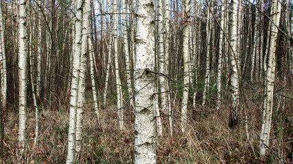 Grove of birch and alder trees in the autumn on wetlands.