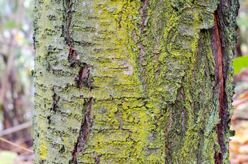 The bark is the skin of the trees, natural figures of furrows, fissures, lines, wrinkles, particular and fascinating; like human skin it bears signs of health, time and wounds. Cherry tree