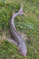 Living Siberian sturgeon lies on autumn grass