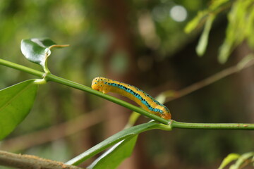 caterpillar on a leaf