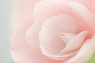 Blurred flower background