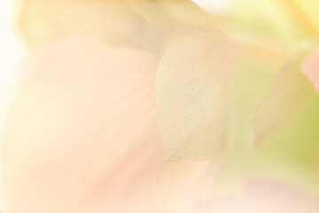 Fototapeta na wymiar Blurred flower background