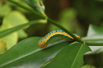 caterpillar on a leaf