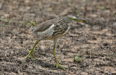 Yellow Bittern (Ixobrychus sinensis) Srí Lanka