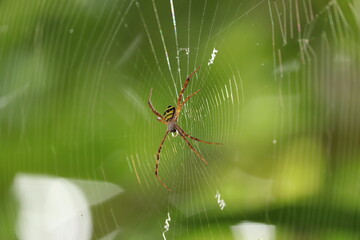 spider on the web