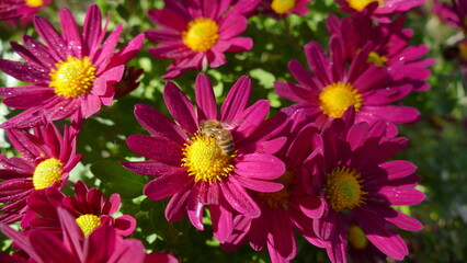 ape su fiore
