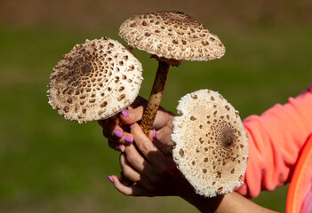 Ripe parasol mushroom Macrolepiota procera or Lepiota procera in the mushroom picker's hand