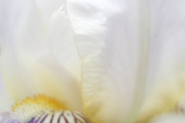 Fototapeta na wymiar Blurred iris background