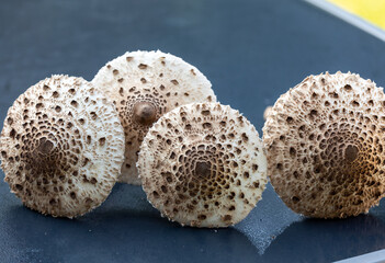 Ripe parasol mushroom Macrolepiota procera or Lepiota procera