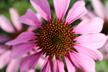 Macro flower Echinacea