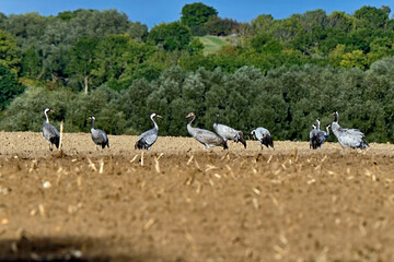 Kraniche ( Grus grus ) auf R&uuml;gen.
