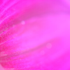 abstract pink petal background