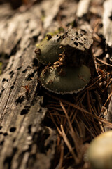 Setas extrañas de color verde sobre un tronco de árbol con una hormiga al lado