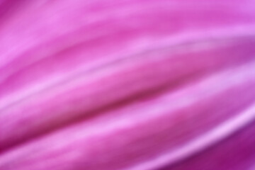 abstract pink petal background