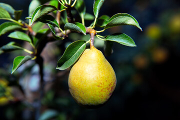 Yellow tasty pear hanging at the tree branch 