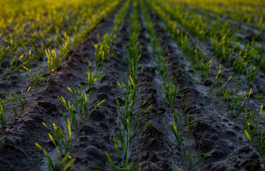 Close up young green wheat seedlings growing in a soil on a field in a sunset. Close up on sprouting rye agriculture on a field in sunset. Sprouts of rye. Wheat grows in chernozem planted in autumn.