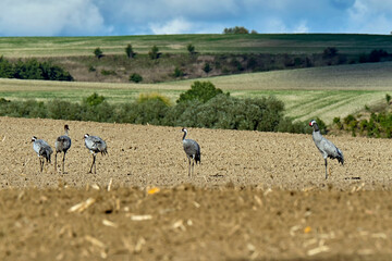 Kraniche ( Grus grus ) auf Rügen.
