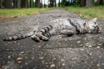 Fototapeta premium The cat is sleeping. A gray striped regular cat lies on the path in a funny pose.